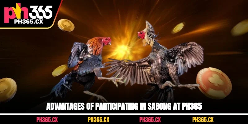 Advantages of online sabong at PH365 - benefits and features